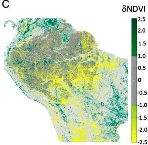L’indice <em>Normalized Difference Vegetation Index</em> (NDVI) sert à mesurer l’importance de la couverture végétale. La couleur verte indique une augmentation et la couleur jaune une baisse. La couleur grise indique une absence de changement. Les résultats de 13 années d’observation de l’Amazonie sont présentés sur ce diagramme. © Hilker <em>et al.</em>