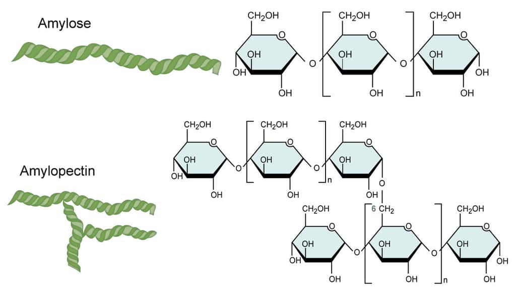 L’amidon est composé de deux polysaccharides, l’amylose et l’amylopectine. © CNX OpenStax, CC By 4.0