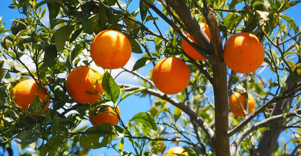 Les arbres fruitiers sont des angiospermes. © Hans, Pixabay, DP