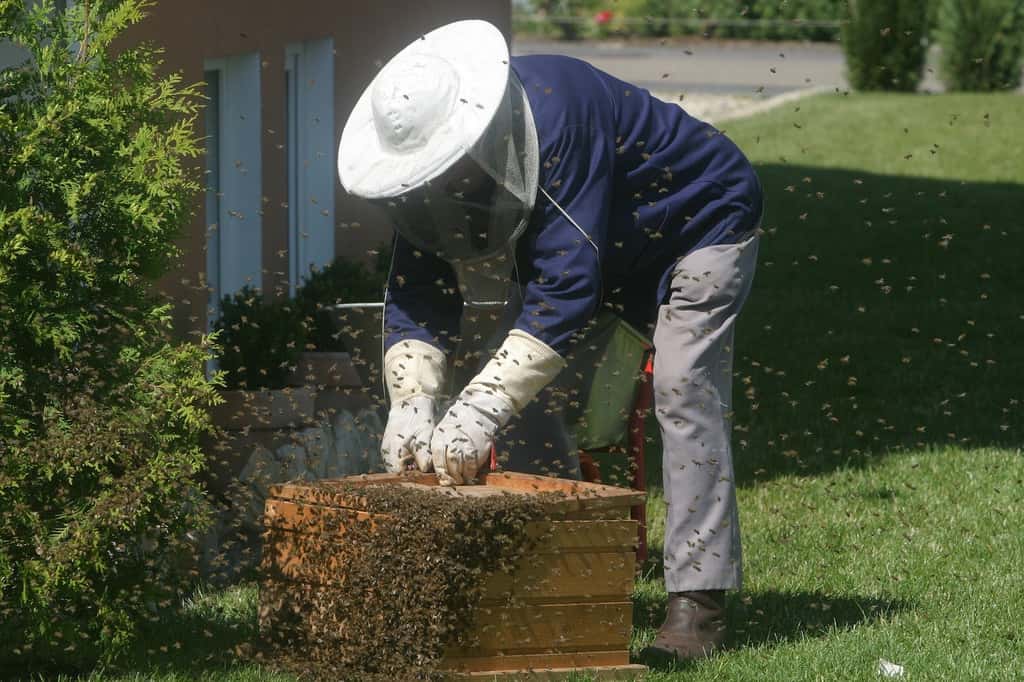 Si certains prennent le risque de garder leurs vêtements civils pour travailler au rucher, les apiculteurs professionnels préfèrent jouer la carte de la sécurité et se vêtir de blanc avant d’approcher les essaims. Objectif : éviter d’exciter les abeilles. © tassilo111, Pixabay, CC0 Public Domain