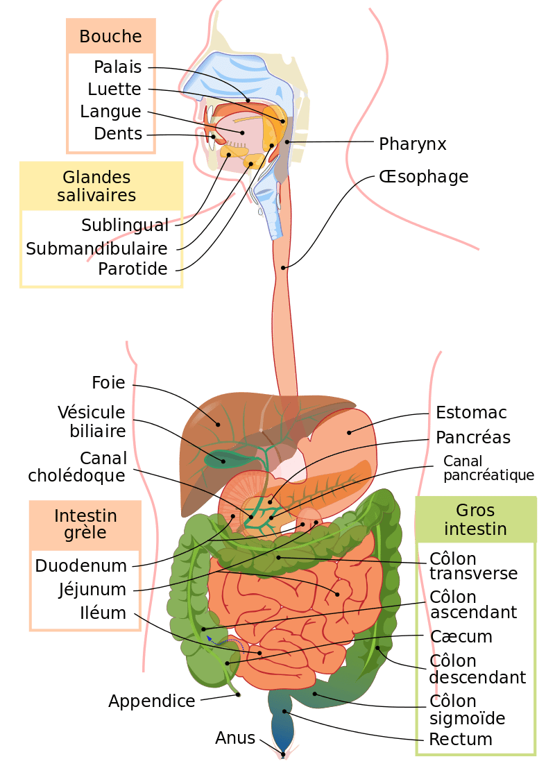 Schéma de l'appareil digestif humain. La partie haute du tube digestif se trouve entre l'œsophage et le duodénum. Tandis que la partie basse se situe entre le jéjunum et l'anus. © LadyofHats, Wikimedia commons, CC 4.0