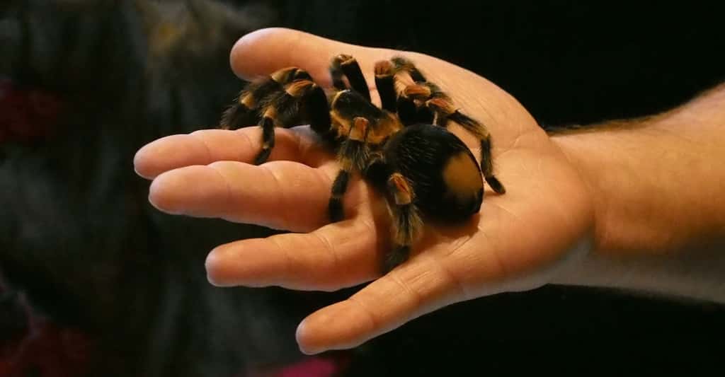 Pour surmonter — ou au moins mieux vivre avec — votre peur des araignées, vous ne devriez pas avoir à aller jusqu’à prendre dans votre main l’une de ces petites bêtes. © NGi, Pixabay, CC0 Public Domain
