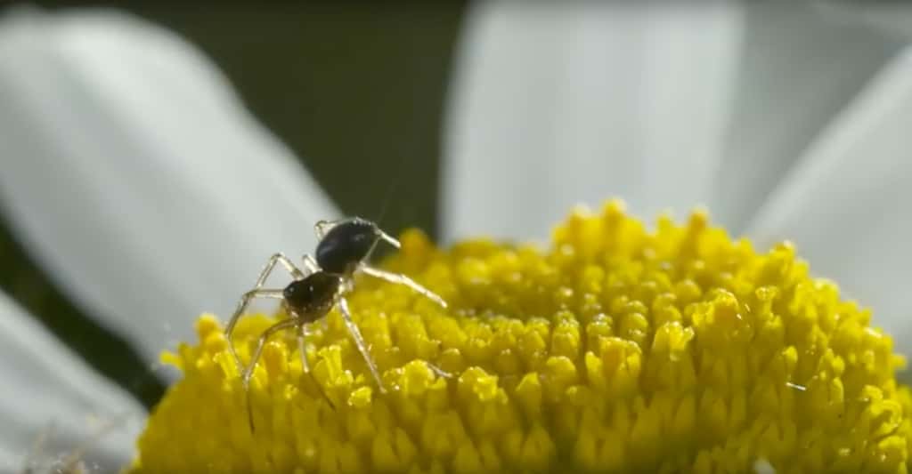 Sur cette image, on devine le fil de soie sur le point d’emporter l’araignée dans les airs. © University of Bristol, YouTube