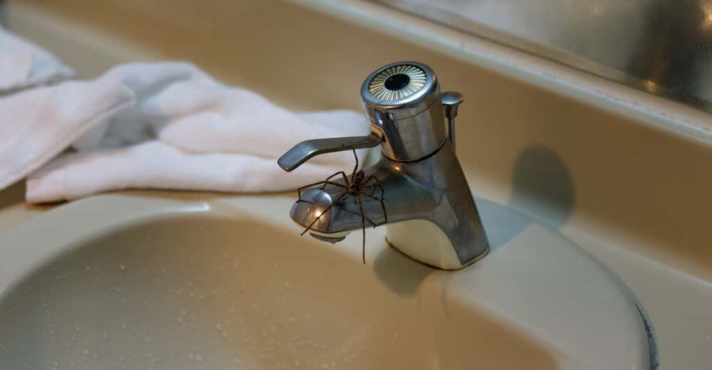 De nombreuses araignées ont aussi été observées entre 6 et 8 heures du matin, profitant de la porte d’entrée offerte par des canalisations non utilisées depuis la veille au soir au moins. © Cedar, Fotolia
