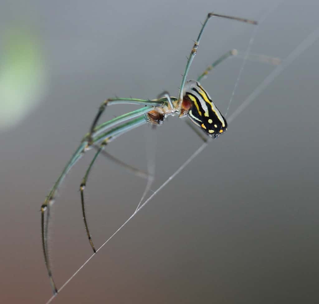 <em>Leucauge argyra</em> est l’une de ces araignées qui vivent en société. © AlaskaDave25, Wikipédia, CC by-sa 3.0