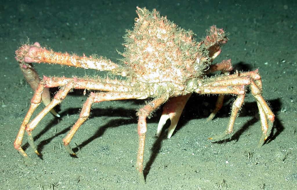 Ce sont ses longues pattes qui valent son nom à l’araignée de mer. © tpsdave, Pixabay, CC0 Public Domain