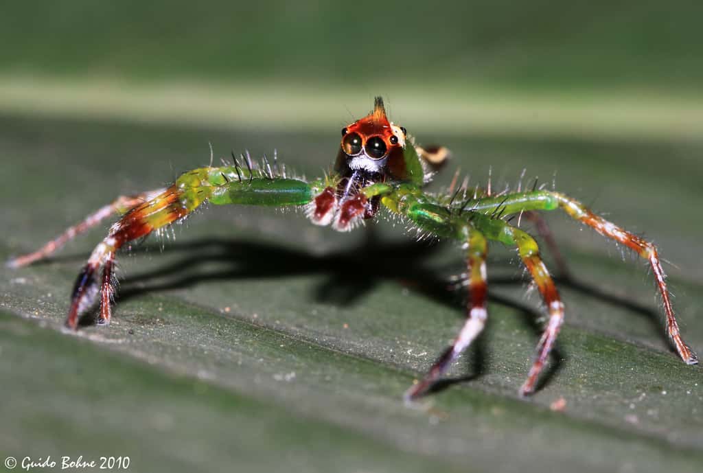 Il existe de nombreuses espèces d’araignées sauteuses. Ici, <em>Epeus flavobilineatus</em>, souvent retrouvée en Asie.<em> </em>© gbohne, Flickr, cc by sa 2.0