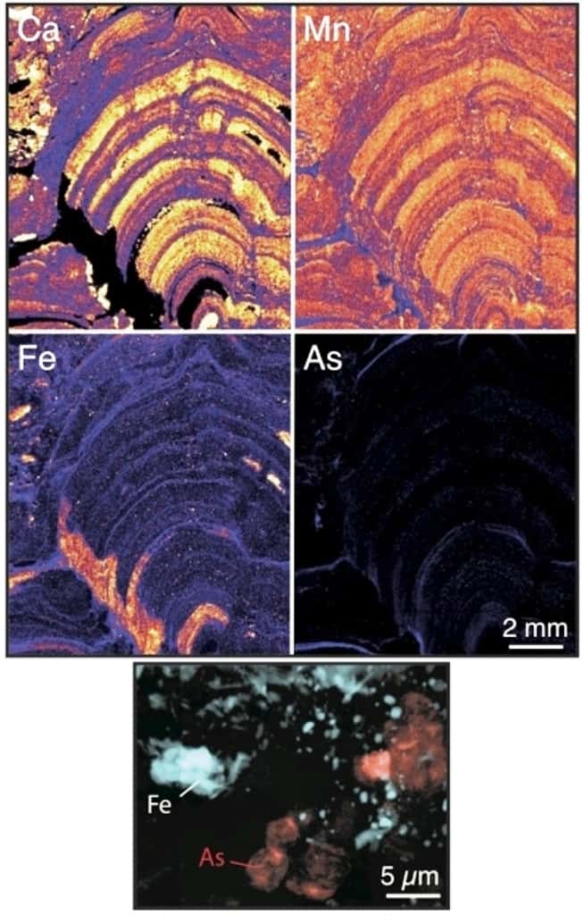 Imagerie par microfluorescence X des stromatolites de Tumbiana à différentes échelles, du centimètre (a) à la centaine de nanomètres (c). (a) Carte de distribution du calcium montrant l’organisation en bulbes carbonatés des stromatolites étudiés. (b) Carte de distribution de l’arsenic dans l’encart (b) de la figure (a) montrant que l’un des bulbes carbonatés est particulièrement enrichi en arsenic. (c) Image RVB de la zone (c) indiquée en (b) montrant la présence de globules de matière organique enrichis en arsenic (As, rouge) associés à des sulfures (Fe, bleu) et des micro-grains de cuivre (Cu, vert). Archées et bactéries représentent deux domaines distincts de micro-organismes unicellulaires. © CNRS-Insu, Pascal Philippot