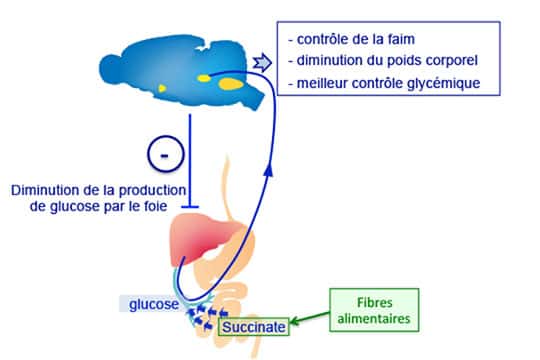 Schéma résumant les effets anti-obésité et anti-diabète du succinate produit par le microbiote intestinal à partir des fibres alimentaires. © Gilles Mithieux