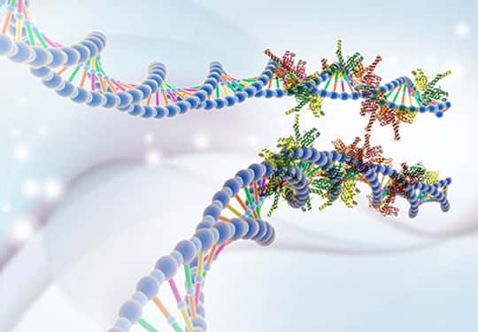 Les protéines XRCC4 et XLF forment des gaines autour des deux fragments d’ADN générés lors d’une cassure et agissent comme des velcros pour les maintenir ensemble en vue de la réparation. © Wilma et Davide Normanno