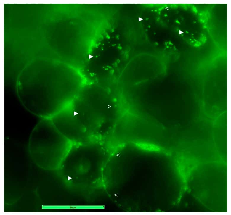 Sur cette photo de cellules de raisin colorisées, en microscopie d'épifluorescence, les bactéries incrustées dans la cellule sont indiquées par le symbole ► et les bactéries en périphérie de la cellule par le symbole >. © Pious Thomas et Christopher Franco, Microorganismes (février 2021)