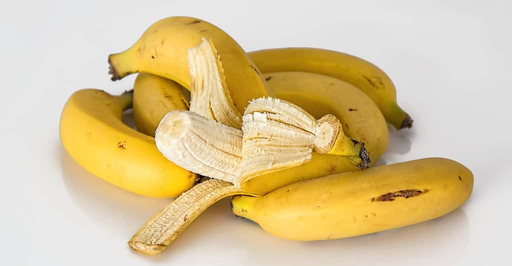 La banane qui nous achetons généralement au supermarché est un fruit cultivé parthénocarpique, c’est à dire, sans graines dans la chair. © stevepb, Pixabay, CC0 Creative Commons