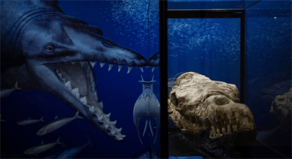 Le crâne de la nouvelle espèce de basilosaurus comprend les dents du spécimen, dont la morphologie et la taille permettent de supposer que ce mammifère était l'un des plus grands prédateurs marins de son temps. © Ernesto Benavides, AFP