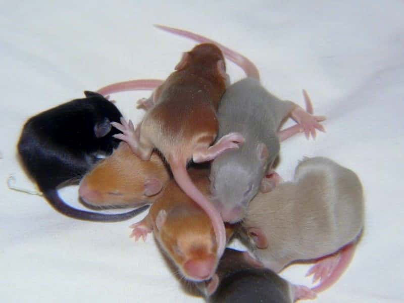 Une souris femelle a des petits plus sains et plus nombreux si elle choisit son partenaire. La prochaine étude déterminera si les vocalises femelles varient selon l'identité du prétendant. © Fibius, Wikimedia Commons, CC by-sa 4.0