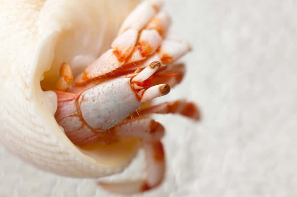 Le bernard-l'ermite vit dans des coquilles de mollusques gastéropodes pour se protéger des prédateurs et de la dessiccation. © Unclesam, Adobe Stock