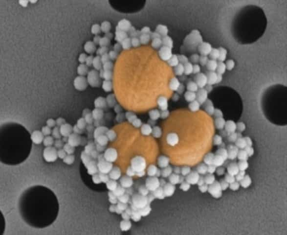 Une vue au microscope électronique de trois bactéries du staphylocoque doré (colorées en jaune) entourées de nanobilles magnétiques. © Harvard's Wyss Institute<br /> 