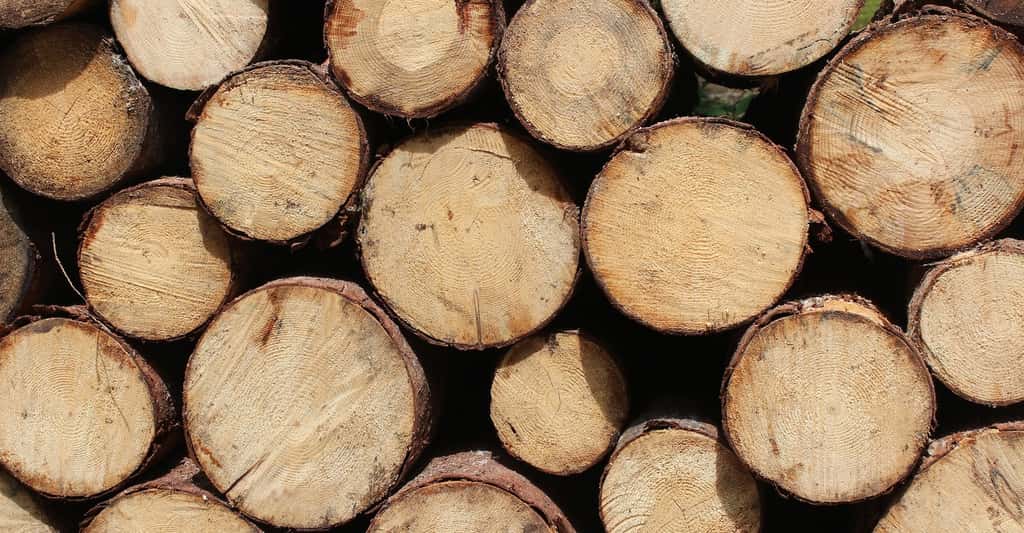 En exploitation forestière, le billon constitue un bois court, par opposition à la grume qui constitue un bois long. © Pexels, Pixabay, DP