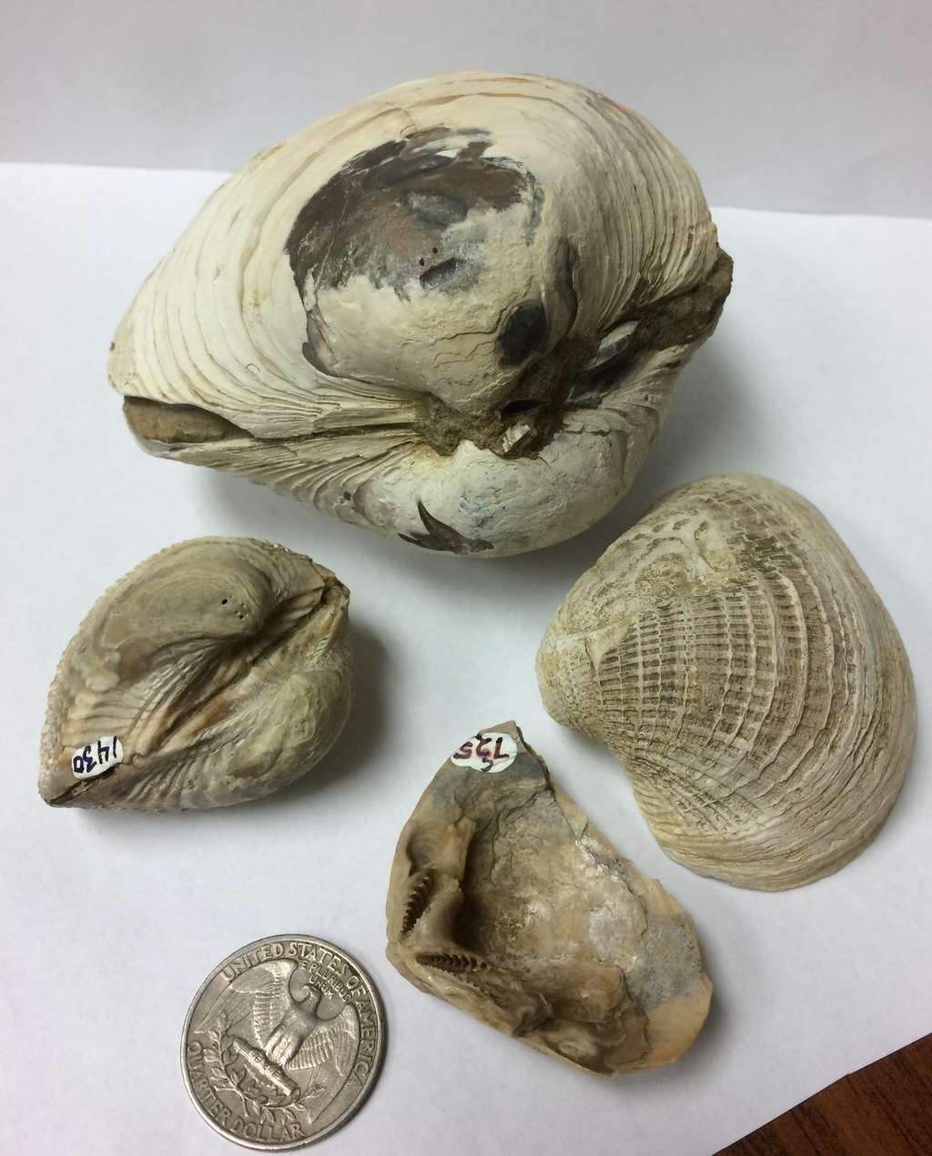 Quatre des 29 fossiles de bivalves en provenance de l'île Seymour étudiés par les chercheurs pour comprendre la disparition des dinosaures. De haut en bas et dans le sens des aiguilles d'une montre : <em>Lahillia larseni</em>, <em>Cucullaea antarctica</em>, <em>Eselaevitrigonia regina</em> et <em>Cucullaea ellioti</em>. Ils vivaient il y a entre 69 et 65,5 millions d'années sur les fonds marins faisant face à un delta de la péninsule de l'Antarctique. © Sierra Petersen