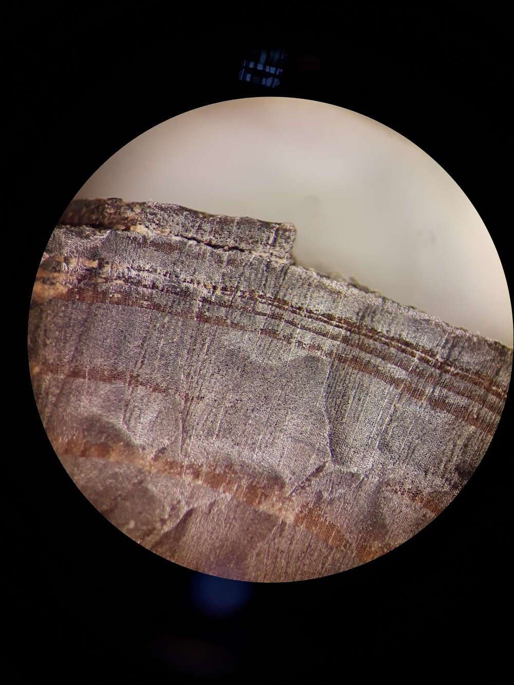 Les cernes du bois sont visibles au microscope sur un fragment de bois issu d'objets vikings. © Petra Doeve