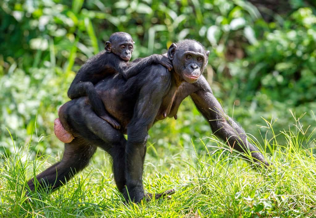 Chez les femelles bonobos, les organes génitaux sont externes. Ils gonflent régulièrement, parfois jusqu'à atteindre la taille d'un ballon, pour signifier une forte réceptivité sexuelle. © Uryadnikov Sergey, Adobe Stock
