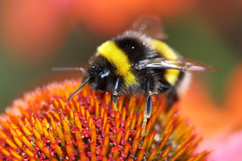 Le bourdon est un insecte pollinisateur, qui s'abreuve de nectar et nourrit ses larves avec du pollen. © Jolanta Mayerberg, Adobe Stock