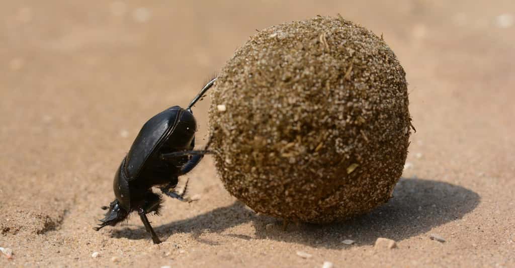 Pour transporter leur nourriture, les bousiers peuvent rouler des morceaux d’excréments en boule. © Topi_Pigula, Pixabay, CC0 Public Domain