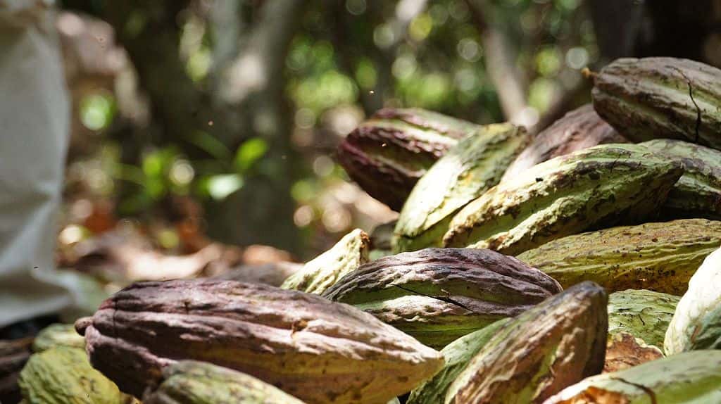 Le cacao issu des fèves du criollo est considéré comme le plus fin du monde. © Crista Castellanos, <em>Wikimedia Commons</em>, CC by-sa 4.0