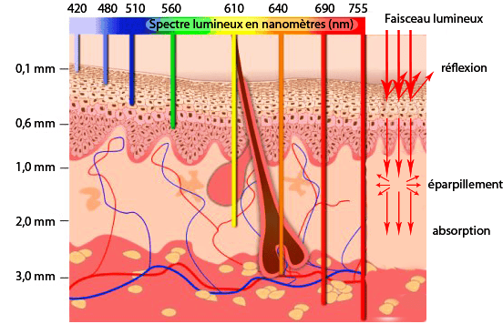 Ce schéma indique la profondeur de pénétration dans la peau des ondes lumineuses. On voit qu'il faut aller dans le proche infrarouge, au-delà des longueurs d'onde de 0,7 micromètre, pour traiter des tumeurs sous la peau avec la PDT. © ULg