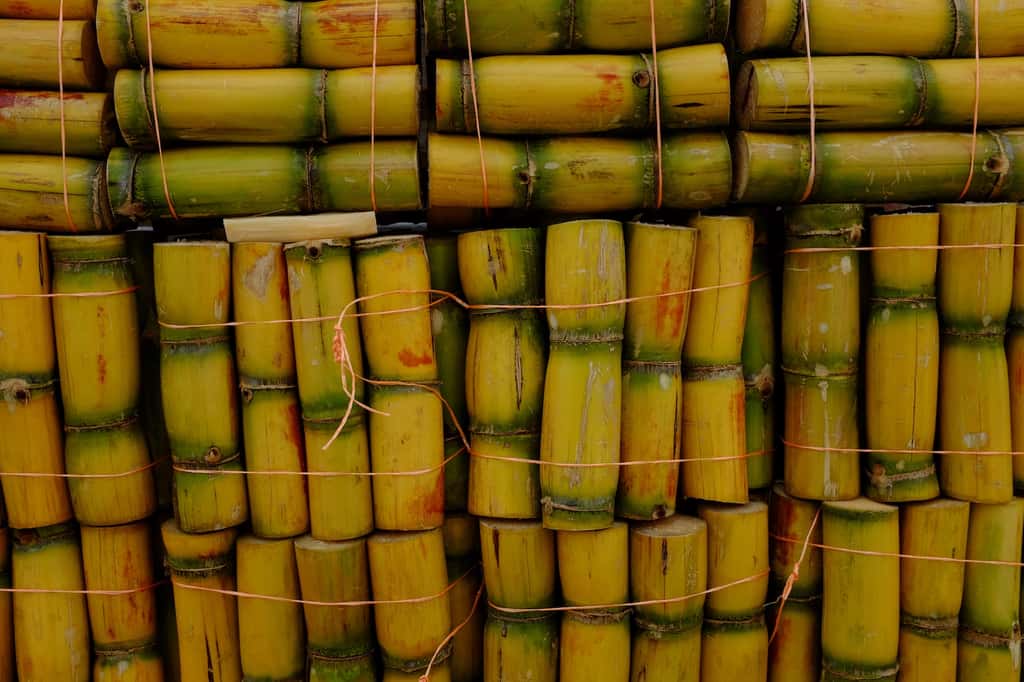 La canne à sucre est l’autre plante de laquelle est extrait le sucre. C’est une plante tropicale ; en France, elle est produite dans les Antilles et à la Réunion. © Benoît Ferradini, Flickr, CC by-nc-sa 2.0