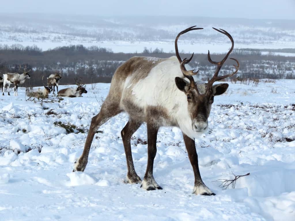 Les caribous qui vivent dans les contrées froides du nord de l’Amérique sont restés sauvages. © Natalia_Kollegova, Pixabay, CC0 Creative Commons