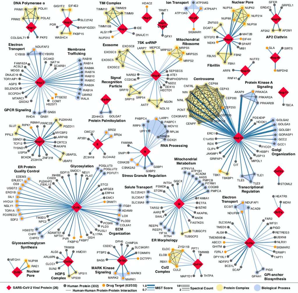 La carte géante des interactions entre le SARS-CoV-2 et les protéines humaines. © Nature
