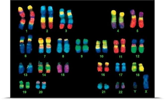 Image d'un caryotype réalisée avec la technique FISH (<em>Fluorescent In-Situ Hybridization</em>) qui permet de colorer les chromosomes en fonction de leur séquence grâce à des sondes fluorescentes. Les humains possèdent 22 paires d'autosomes et une paire de chromosomes sexuels, XX chez les femmes et XY chez les hommes. © Steven M. Carr