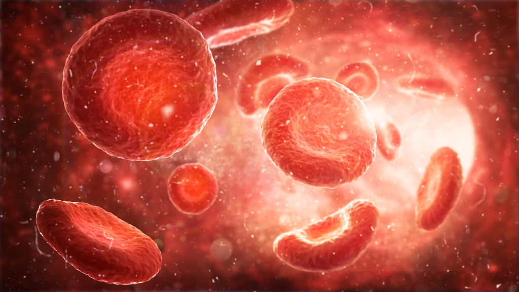 Le benzène affecte la production des globules rouges, des plaquettes et des globules blancs. © vipman4, Adobe Stock