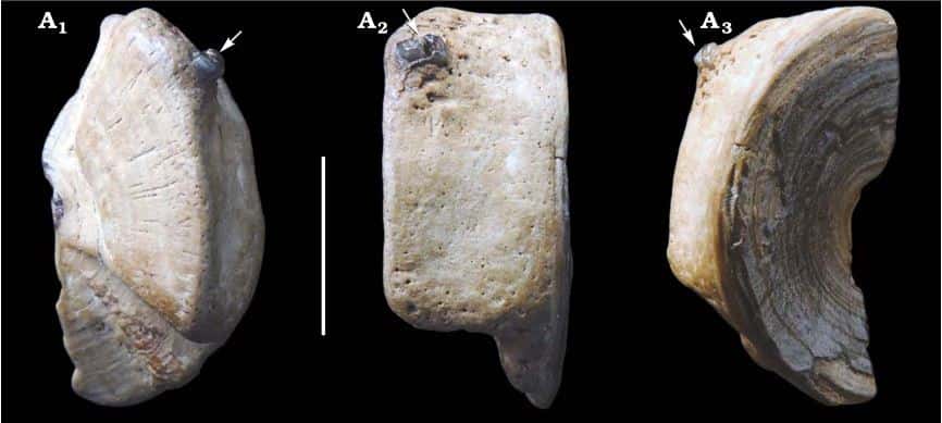 Deux dents de carcharhiniforme sont implantées dans le <em>centrum</em> d'un autre carcharhiniforme qui présente des marques de cicatrisation après la morsure. © Perez et <em>al</em>., 2021