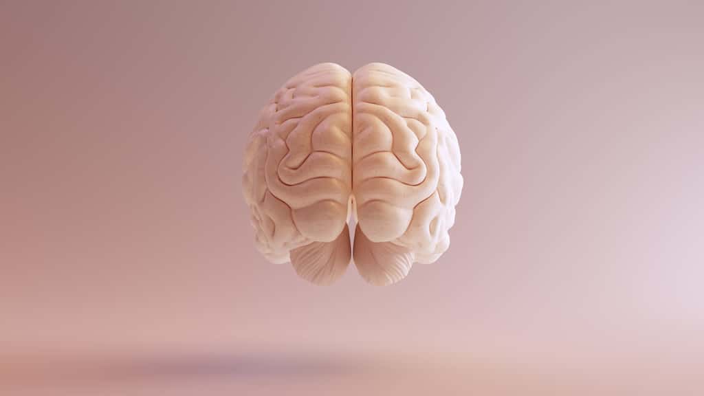 Afin de mieux comprendre les mécanismes de la stimulation intracrânienne, les chercheurs voulaient construire une carte complète du cerveau cohérente avec les réponses observées après les stimulations. © Paul, Adobe Stock
