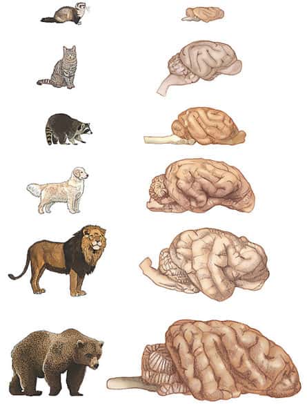 Sur cette illustration, les cerveaux de six des carnivores étudiés par les chercheurs de l’université de Vanderbilt. Notez que celui de l’ours, par exemple, est dix fois plus gros que celui du chat. Pourtant, il contient autant de neurones corticaux. © Suzana Herculano-Houzel, université de Vanderbilt