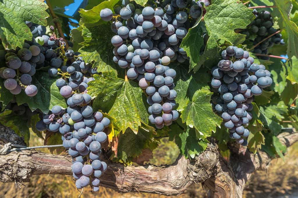 Les vins de Bordeaux souffriront-ils du changement climatique ? C'est en tout cas ce que prévoit une étude américaine. La surface des terres favorables à la culture du vin devrait en effet se réduire de 68 % d'ici 2050 en Europe. © Donations_are_apprciated, Pixabay, CC0 Public Domain