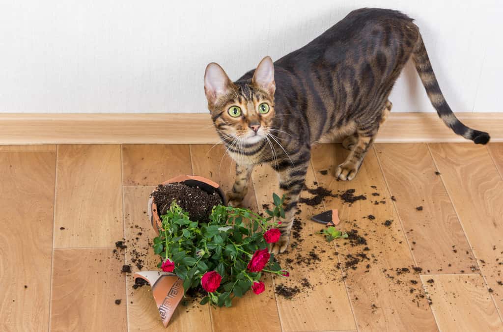 Attention, vos plantes d’intérieur peuvent être toxiques pour votre chat. D’autant que s’il n’a pas d’herbe à sa disposition, il peut être tenté de les mâchouiller ou même de les manger. © Nataliia Pyzhova, Fotolia