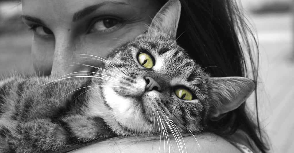 Les chats se révèlent à la fois affectueux et indépendants. Un caractère qui doit correspondre au vôtre… © MartinaPzienza, Pixabay, DP