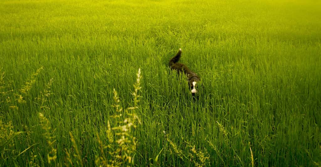 Pour un chien, manger de l’herbe occasionnellement n’est en soi pas un comportement anormal. Attention toutefois, car ce comportement peut être à l’origine d’une ingestion de toxiques (engrais, pesticides, etc.) ou de parasites. © wiskas, Pixabay, CC0 Creative Commons