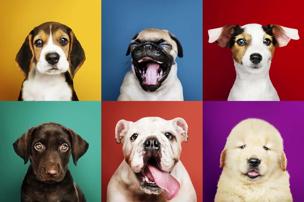 En France, la Société centrale canine a enregistré 377 races de chien. © Rawpixel.com, Adobe Stock
