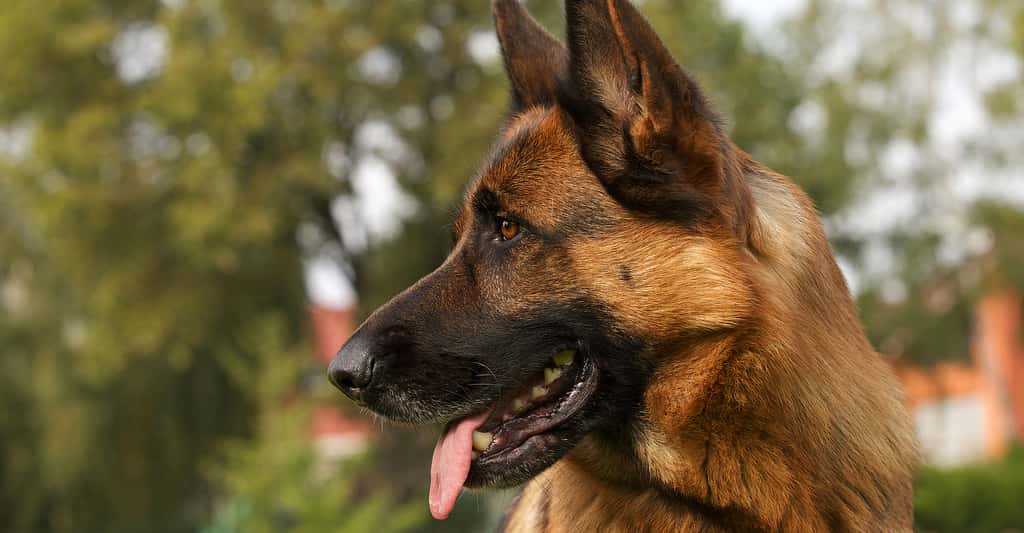 Troisième du classement des chiens les plus intelligents du monde, le berger allemand est aussi l'un des préférés des Français. ©Olga Vartanyan, Shutterstock