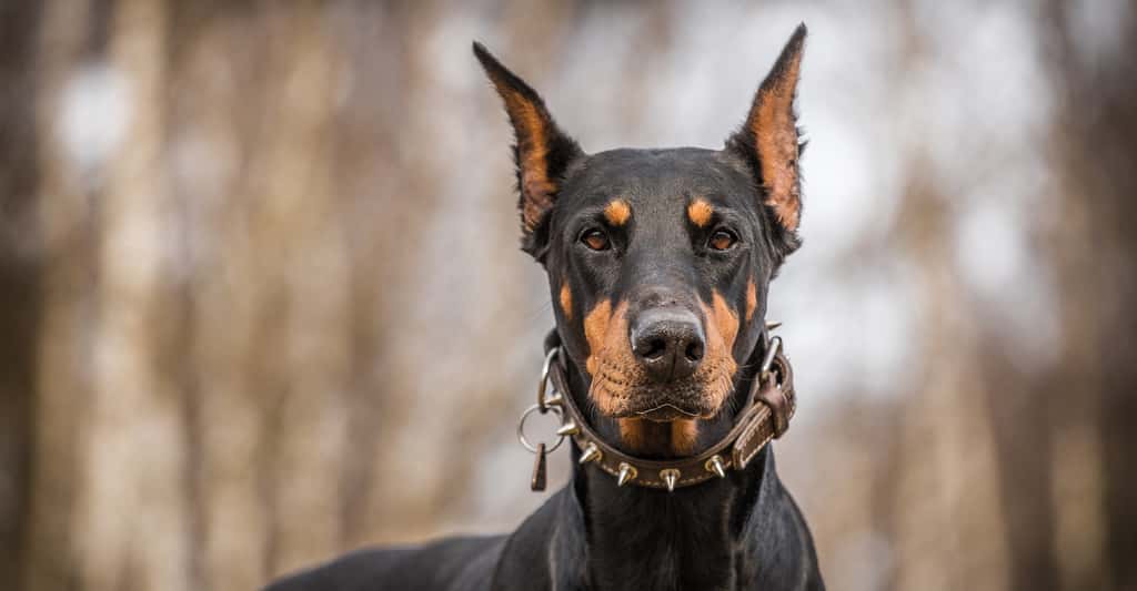 En cinquième position du classement des chiens les plus intelligents du monde, on retrouve le dobermann et sa sensibilité. ©jurra8, Shutterstock