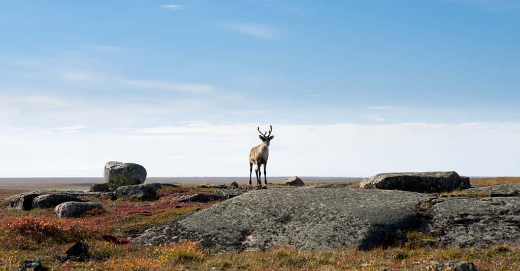 L’été, les caribous se nourrissent dans la toundra. © Christopher Howey, Fotolia