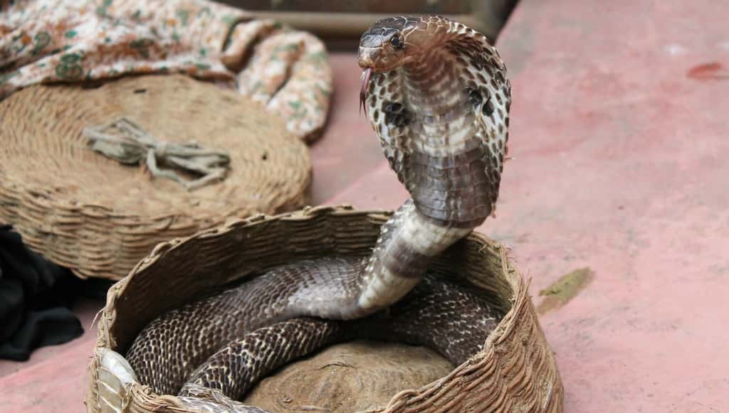 Lorsqu’il se sent menacé, le cobra gonfle son cou et étend sa coiffe afin d’impressionner son adversaire. © musthaqsms, Pixabay, CC0 Public Domain