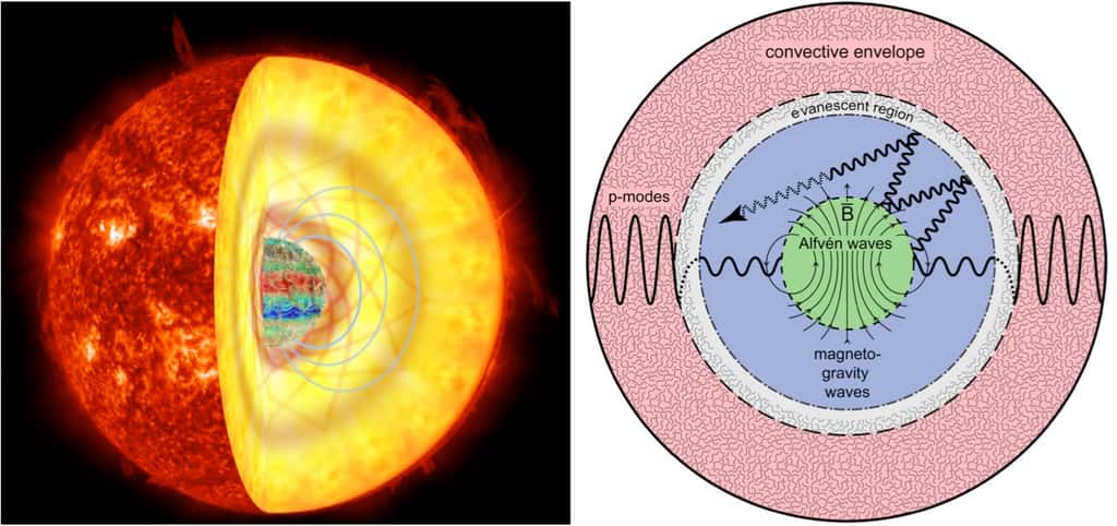 À gauche : reconstitution des champs magnétiques internes (bleu) dans le cœur d’une géante rouge. Ces champs magnétiques intenses peuvent empêcher les « ondes de gravité » d’atteindre la surface de l’étoile, les piégeant à la manière d’un « effet de serre magnétique » (ligne orange). À droite : propagation des ondes dans les géantes rouges. Les ondes acoustiques excitées par la turbulence de surface (région rose) se couplent avec des ondes de gravité qui se propagent dans l’intérieur radiatif de l’étoile géante rouge (région en bleu). En présence du champ magnétique du cœur de l’étoile (région verte), les ondes de gravité dipolaires, décrites par le degré angulaire l=1, sont dispersées et se transforment alors en ondes de degré angulaire plus élevé. Ces ondes sont ainsi piégées dans le cœur de l’étoile puis finissent par s’évanouir (flèche en pointillé grisé). Cest ce mécanisme qui est défini comme un « effet de serre magnétique ». © Rafael A. García (SAp CEA), Kyle C. Augustson (HAO), Jim Fuller (Caltech), Gabriel Pérez (SMM, IAC), Nasa, AIA, SDO