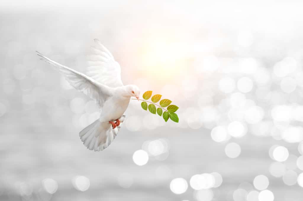 Les colombes ne correspondent à aucune classification biologique. Dans la majorité des cas, ce sont en fait des pigeons blancs. © Sakepaint, Adobe Stock