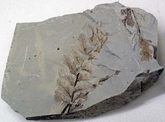 La fossilisation concerne également les végétaux, les coquillages et les parties d’animaux (dents, plumes, etc.). © James St. John, Flickr