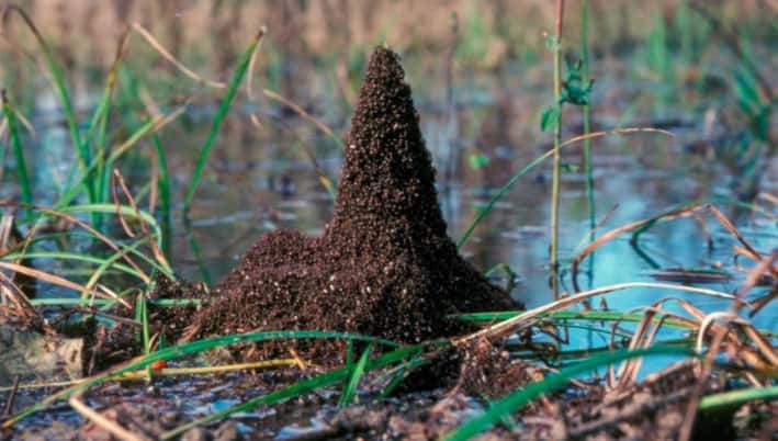 Les fourmis de feu se regroupent par centaines de milliers pour se sauver de la montée des eaux. © Sulisay Phonekeo,<em> Georgia Institute of Technology</em>