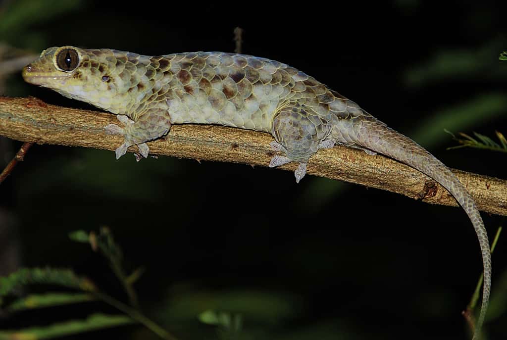 Pour échapper à un prédateur, <em>Geckolepis megalepis</em> est capable de se défaire très rapidement d’écailles particulièrement grandes pour sa taille. © Scherz MD, Daza JD, Köhler J, Vences M, Glaw F, Wikipédia, CC by-sa 4.0